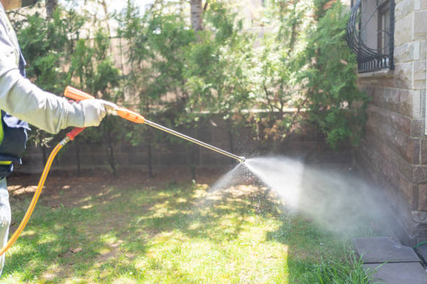 Wasp Removal Services in Healdsburg, CA