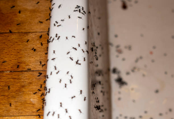 Best Cockroach Control Services  in Healdsburg, CA